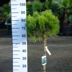 Pinus Nigra ‘Nana’