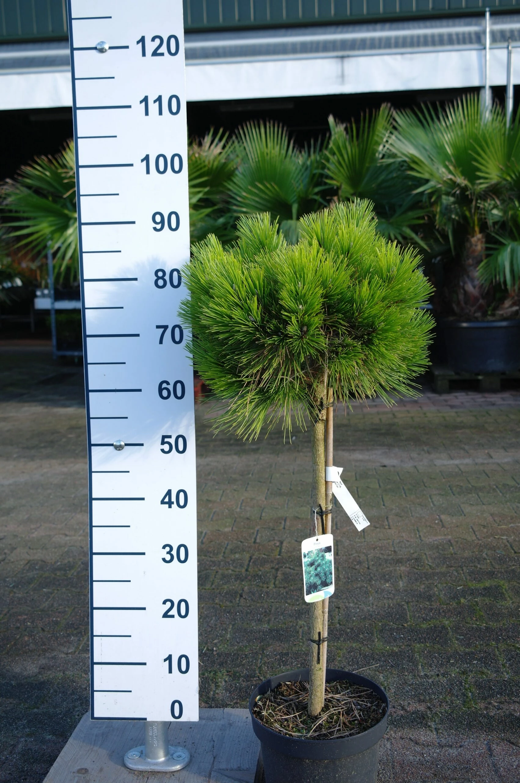 Pinus Nigra ‘Nana’ 3 Pinus Nigra ‘Nana’