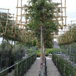 Quercus Ilex Leiboom Stamhoogte 190 Cm Stamomtrek 12-14 Cm