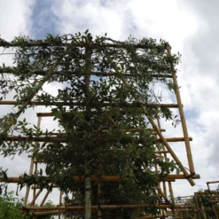 Quercus Ilex Leiboom Stamhoogte 190 Cm Stamomtrek 12-14 Cm -Huisdecoratie Winkel quercus ilex lei 12 14 cm scaled 1 1