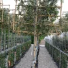 Quercus Ilex Leiboom Stamhoogte 150 Cm Omtrek 10-12 Cm -Huisdecoratie Winkel quercus ilex lei 7 10 scaled 1