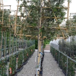 Quercus Ilex Leiboom Stamhoogte 150 Cm Omtrek 10-12 Cm