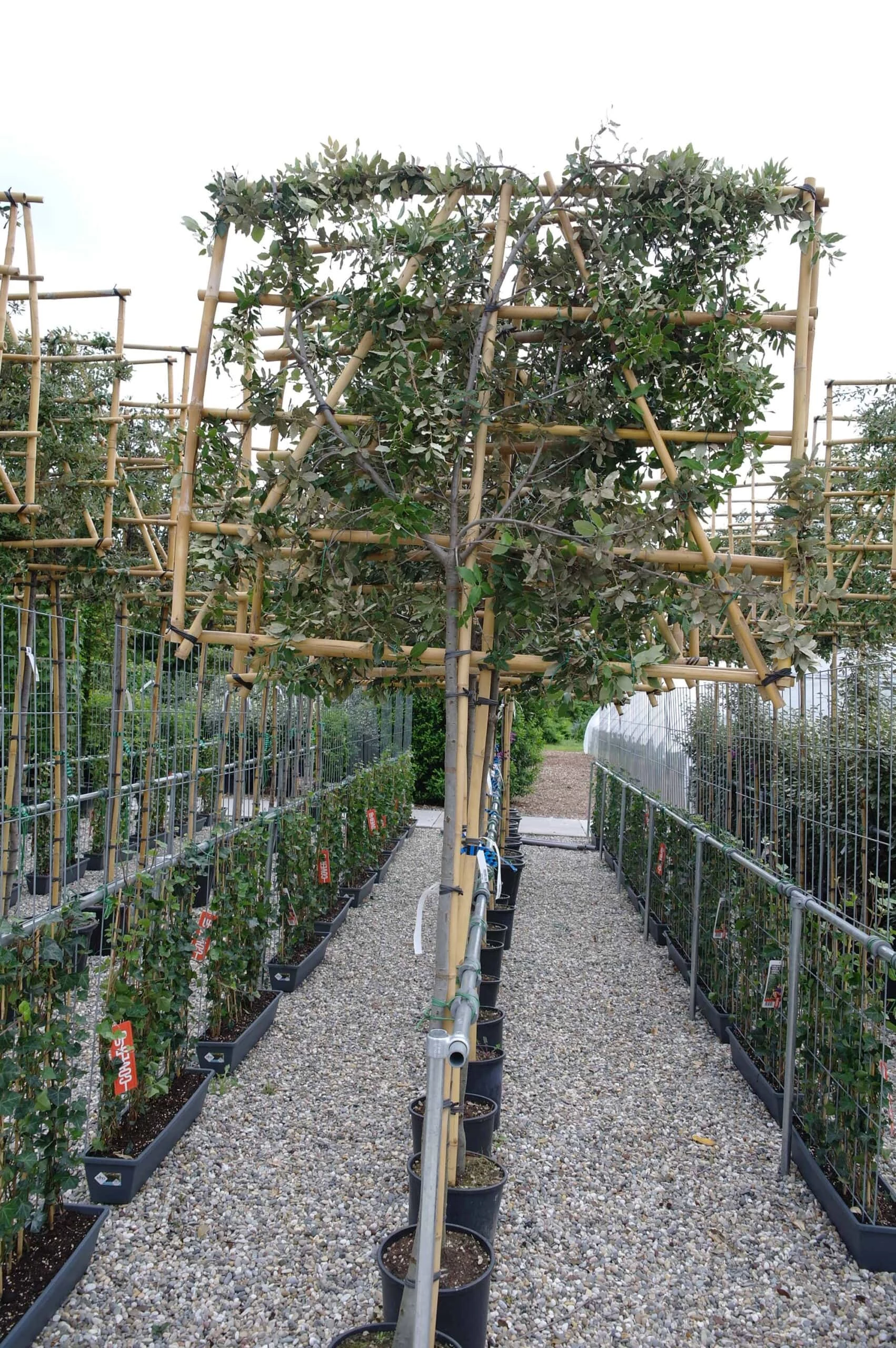 Quercus Ilex Leiboom Stamhoogte 150 Cm Omtrek 10-12 Cm 3 Quercus Ilex Leiboom Stamhoogte 150 Cm Omtrek 10-12 Cm