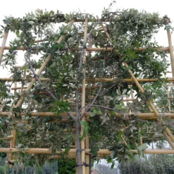 Quercus Ilex Leiboom Stamhoogte 150 Cm Omtrek 10-12 Cm 7 Quercus Ilex Leiboom Stamhoogte 150 Cm Omtrek 10-12 Cm -Huisdecoratie Winkel quercus ilex lei 7 10 stam scaled 1