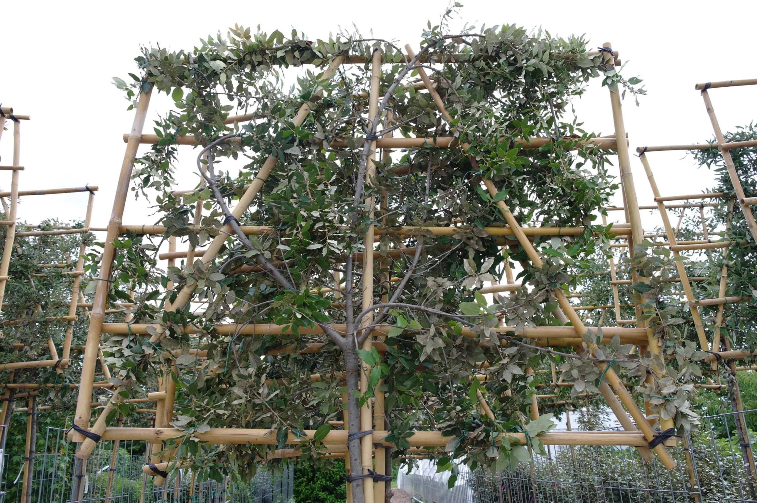 Quercus Ilex Leiboom Stamhoogte 150 Cm Omtrek 10-12 Cm 5 Quercus Ilex Leiboom Stamhoogte 150 Cm Omtrek 10-12 Cm - Afbeelding 3