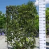 Quercus Ilex Leirek 1 Quercus Ilex Leirek -Huisdecoratie Winkel quercus ilex rek 120x90 1 scaled 1
