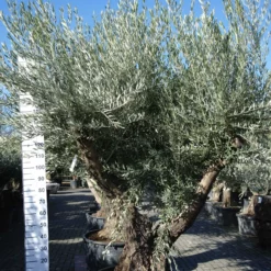 Olijfboom Olea Europea Vertakt