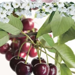 Prunus Avium ‘Regina’ -Huisdecoratie Winkel regina