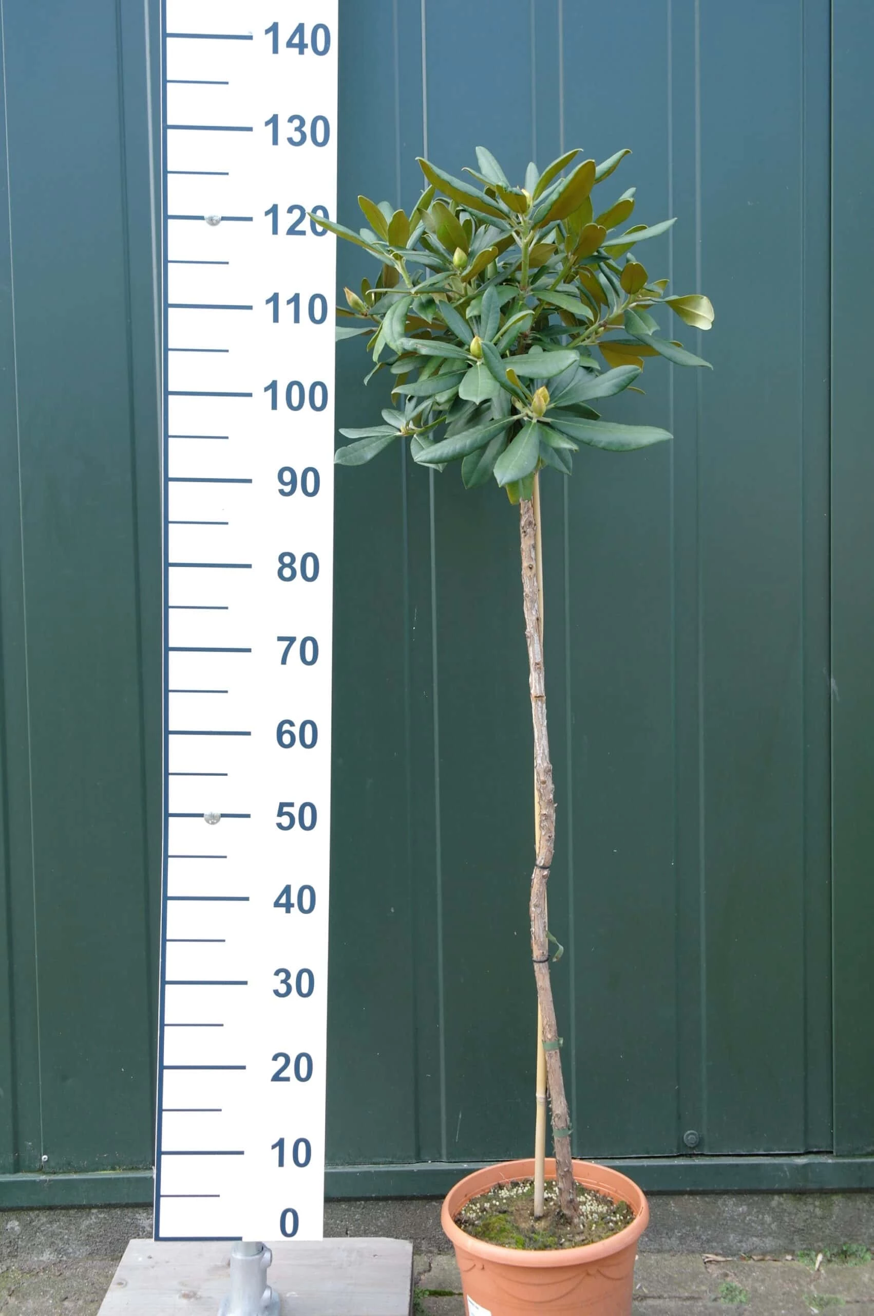 Rhododendron ‘Tina Heinje’ Op Stam – Rozerood 3 Rhododendron ‘Tina Heinje’ Op Stam – Rozerood