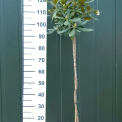 Rhododendron ‘Zauberflote’ Op Stam – Lichtroze