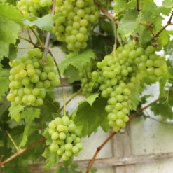 Vitis Vinifera ‘Romulus’ Pitloos