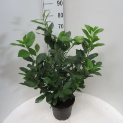 Prunus Laurocerasus ‘Rotundifolia’