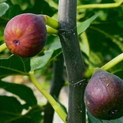 Ficus Carica ‘Rouge De Bordeaux’ Op Rek -Huisdecoratie Winkel rouge de bordeaux