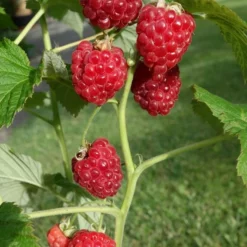 Rubus Idaeus ‘Ruby Beauty’® – Dwergframboos