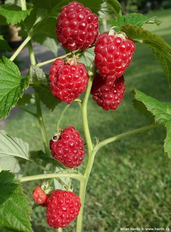 Rubus Idaeus ‘Ruby Beauty’® – Dwergframboos 3 Rubus Idaeus ‘Ruby Beauty’® – Dwergframboos