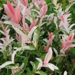 Salix Integra ‘Hakuro Nishiki’