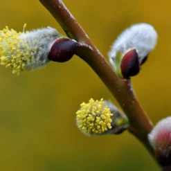 Salix Caprea ‘Pendula’
