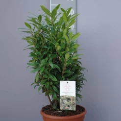 Sarcococca Hookeriana Winter Gem