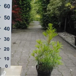 Sciadopitys Verticillata