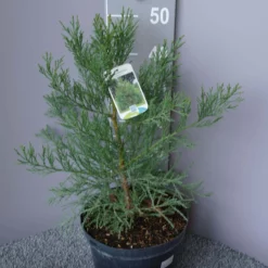 Sequoiadendron Giganteum – Mamoetboom