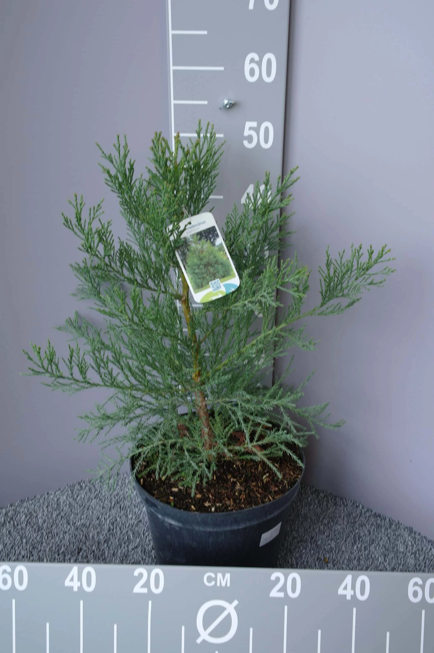 Sequoiadendron Giganteum – Mamoetboom 3 Sequoiadendron Giganteum – Mamoetboom