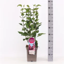 Sering Vulgaris ‘Adelaide Dunbar’