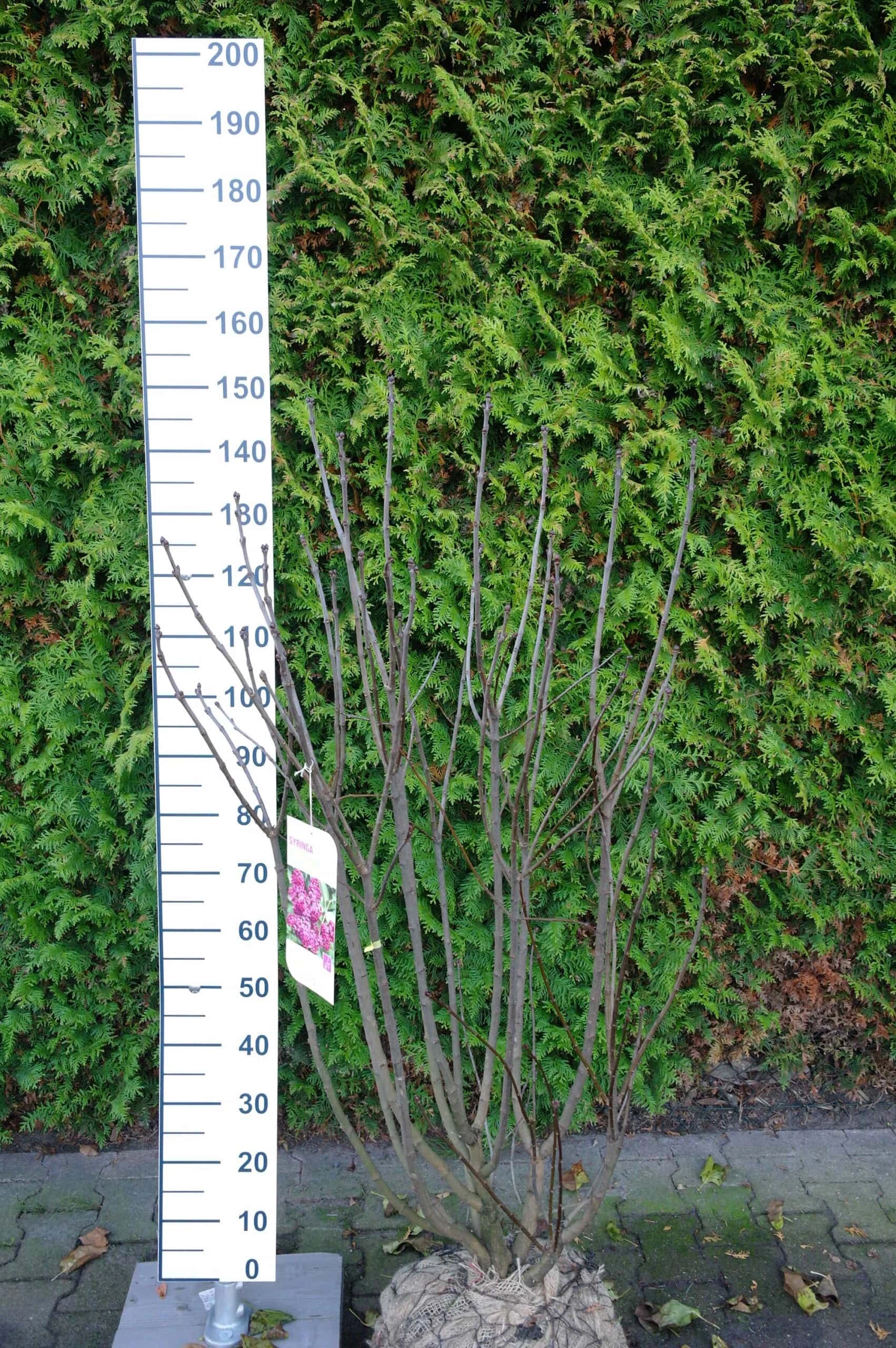 Sering Vulgaris ‘Andenken An Ludwig Spath’ 3 Sering Vulgaris ‘Andenken An Ludwig Spath’