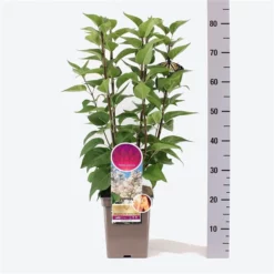 Syringa Vulgaris ‘Beauty Of Moskou’