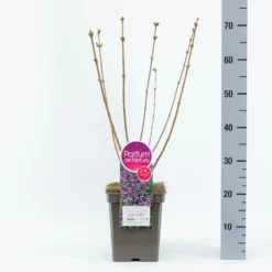 Sering Bloomerang® ‘Dark Purple’- Dwerg Sering -Huisdecoratie Winkel sering bloomerang dark purple 5l