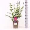 Sering Bloomerang® ‘Dark Purple’- Dwerg Sering -Huisdecoratie Winkel sering bloomerang dark purple 5l z
