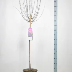 Sering Bloomerang® ‘Dark Purple’- Dwerg Sering -Huisdecoratie Winkel sering bloomerang dark purple stam 90 scaled 1