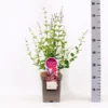 Sering Bloomerang® ‘Pink Perfection’- Dwerg Sering -Huisdecoratie Winkel sering bloomerang pink perfume 5l z