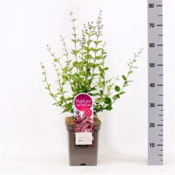 Sering Bloomerang® ‘Pink Perfection’- Dwerg Sering