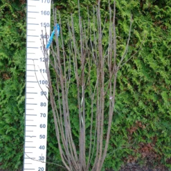 Syringa Vulgaris Hybride ‘Charles Joly’