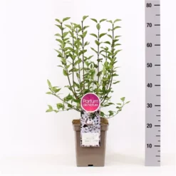 Sering Chinensis ‘Biocolor’