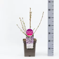 Voorkant -Huisdecoratie Winkel sering chin miss kim 5l 1