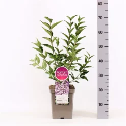 Sering Patula ‘Miss Kim’