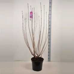 Syringa Vulgaris ‘Esther Staley’ -Huisdecoratie Winkel sering esther staley 15 l