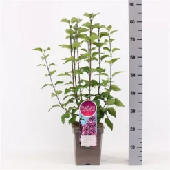 Syringa Vulgaris ‘Esther Staley’