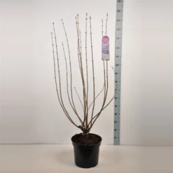 Syringa Vulgaris Hybride ‘Lavender Lady’ -Huisdecoratie Winkel sering lavender lady 15 l