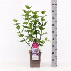 Syringa Vulgaris Hybride ‘Lavender Lady’