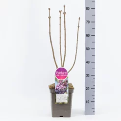 Syringa Vulgaris Hybride ‘Mme Lemoine’ 8 Syringa Vulgaris Hybride ‘Mme Lemoine’ -Huisdecoratie Winkel sering michel buchner 5l 1