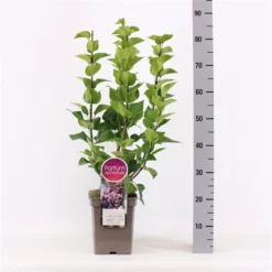 Syringa Vulgaris Hybride ‘Michel Buchner’