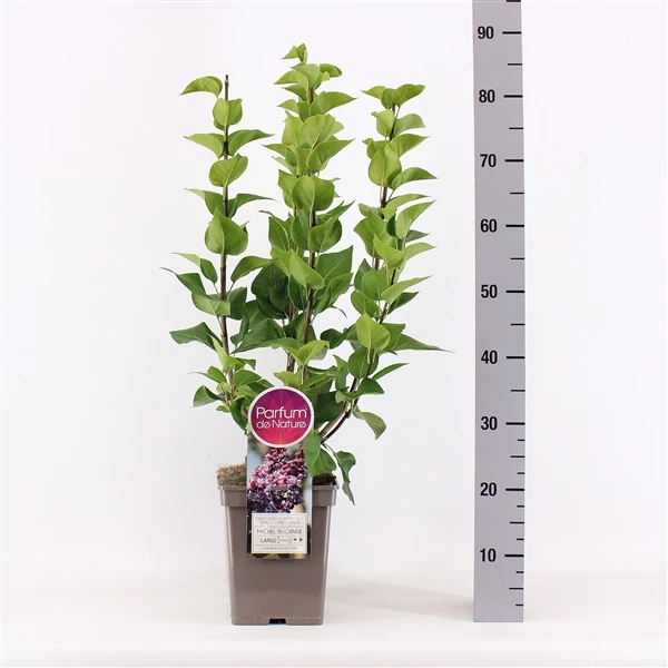Syringa Vulgaris Hybride ‘Michel Buchner’ 3 Syringa Vulgaris Hybride ‘Michel Buchner’