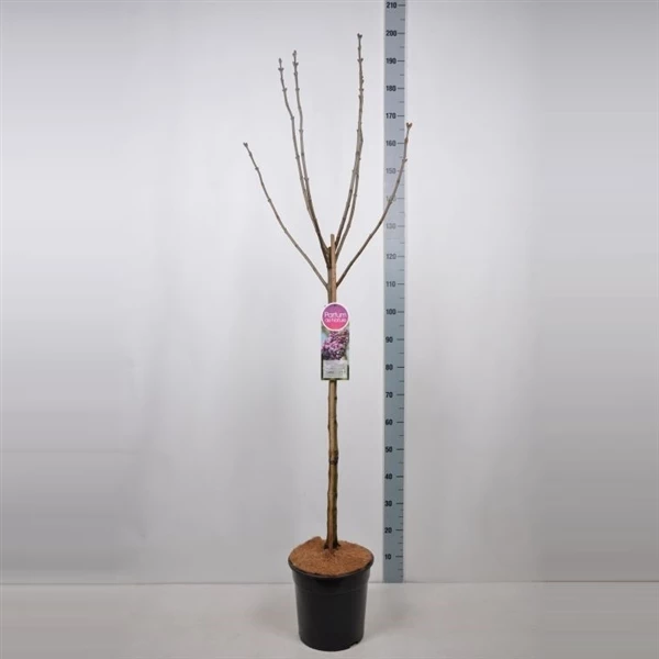 Syringa Vulgaris Hybride ‘Michel Buchner’ 6 Syringa Vulgaris Hybride ‘Michel Buchner’ - Afbeelding 4