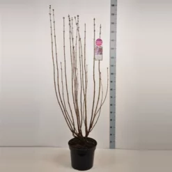 Syringa Vulgaris ‘Mme Antoine Buchner’ -Huisdecoratie Winkel sering mme antoine buchner 15 l