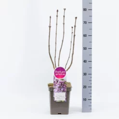 Syringa Vulgaris ‘Mme Antoine Buchner’ -Huisdecoratie Winkel sering mme antoine buchner