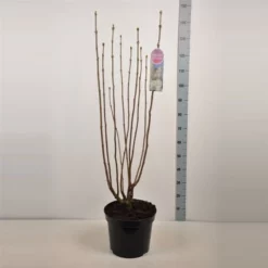 Syringa Vulgaris Hybride ‘Mme Lemoine’ 9 Syringa Vulgaris Hybride ‘Mme Lemoine’ -Huisdecoratie Winkel sering mme lemoine 15 l