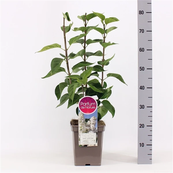Syringa Vulgaris Hybride ‘Mme Lemoine’ 3 Syringa Vulgaris Hybride ‘Mme Lemoine’