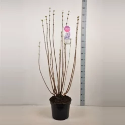 Syringa Vulgaris ‘Nadezhda’ 7 Syringa Vulgaris ‘Nadezhda’ -Huisdecoratie Winkel sering nadezda 15l
